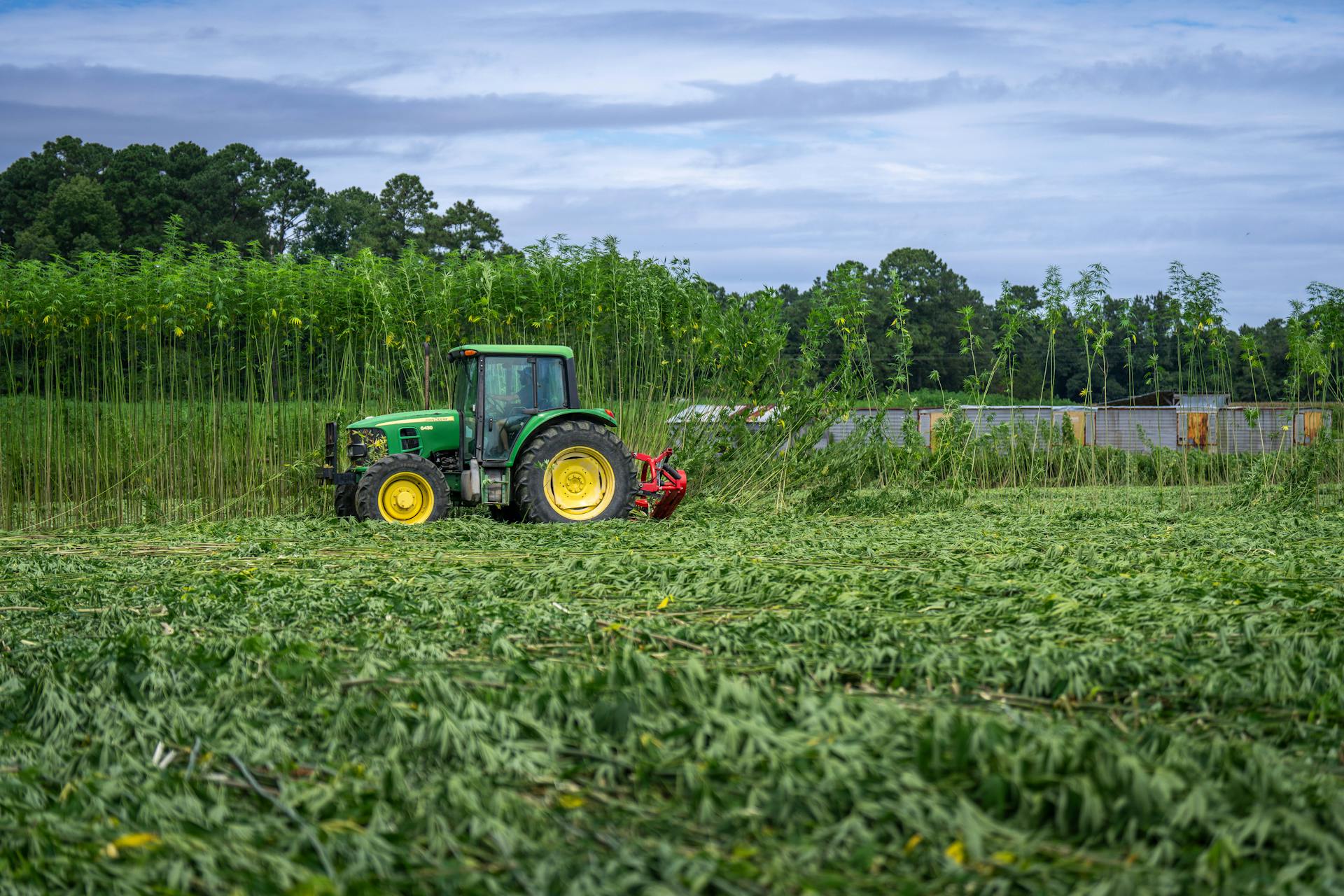 Tractor harvesting hemp in the field